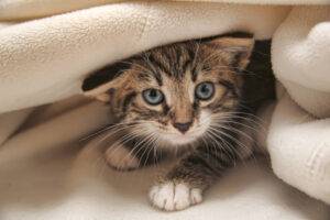 Kitten peaking out from under a blanket