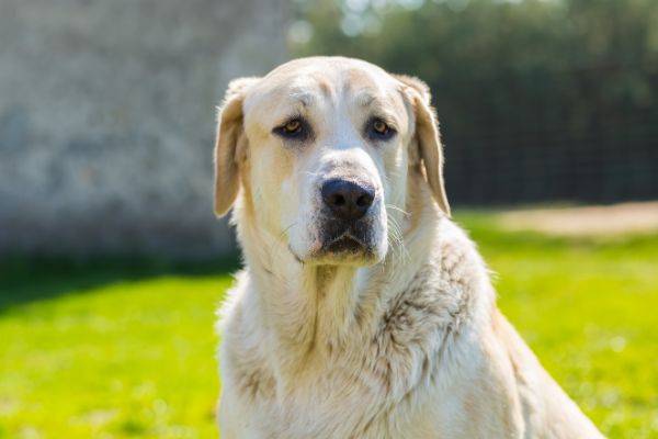 Yellow lab sitting outside